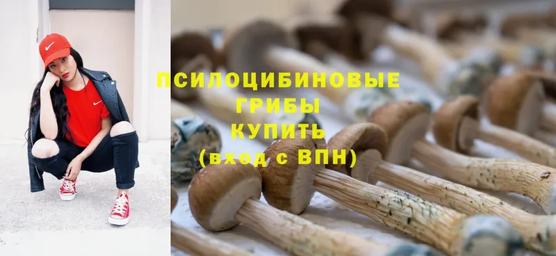 Галлюциногенные грибы MAGIC MUSHROOMS  как найти   Жердевка 